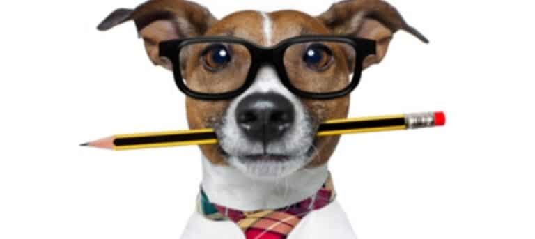 Picture of a dog wearing glasses, a tie with a pencil in his mouth