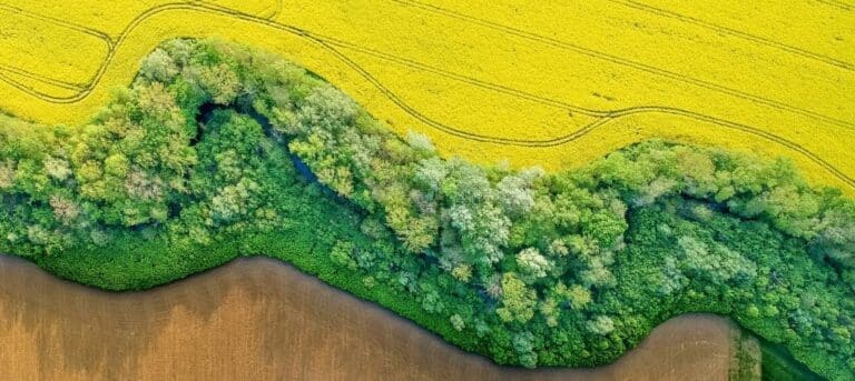 Photo of a field of yellow maize with a boundary - HR consultancy boundaries